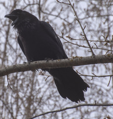Corvus corax