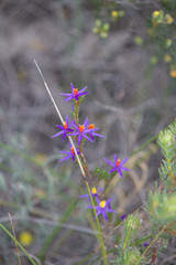 Calectasia