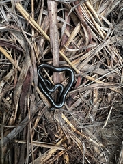 Leptotyphlops scutifrons