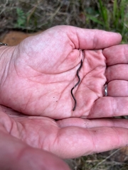 Leptotyphlops scutifrons