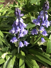 Hyacinthoides