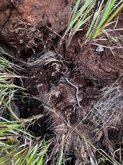 Leptotyphlops scutifrons