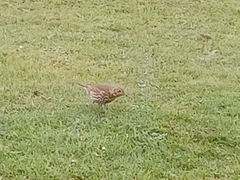 Turdus philomelos