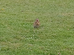 Turdus philomelos
