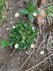 Bellis perennis