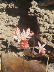 Sedum rubens