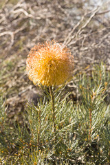 Banksia sphaerocarpa