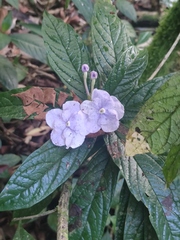 Brunfelsia grandiflora