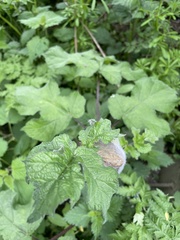 Heracleum sphondylium