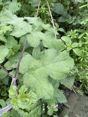 Heracleum sphondylium