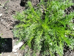 Tripleurospermum inodorum