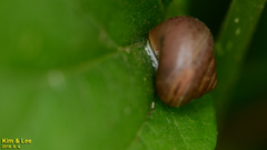 Acusta