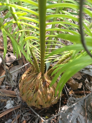 Cycas siamensis, photograph 6