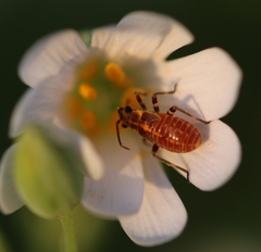 Capsodes flavomarginatus