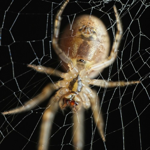 Silver-sided Sector Spider photo 4
