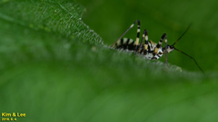 Sphedanolestes impressicollis