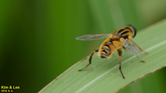 Mesembrius peregrinus