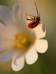 Capsodes flavomarginatus