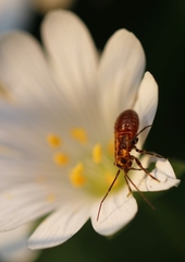 Capsodes flavomarginatus