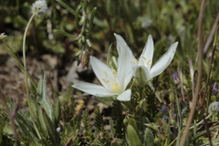 Ornithogalum baeticum