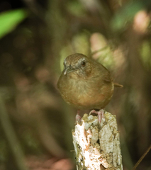 Malacocincla abbotti