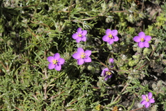 Spergularia purpurea