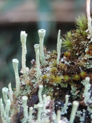 Cladonia polyscypha