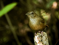 Malacocincla abbotti