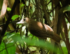 Malacocincla abbotti