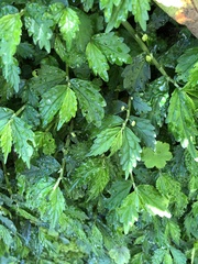 Elatostema hypoglaucum