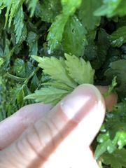 Elatostema hypoglaucum