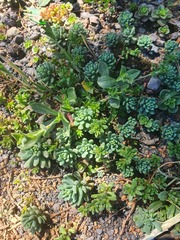Sedum hispanicum