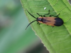 Microdaiphron pauloensis
