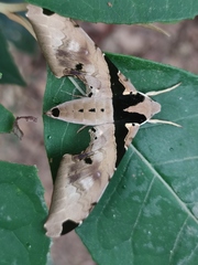 Adhemarius eurysthenes