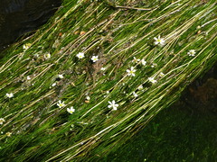 Ranunculus fluitans