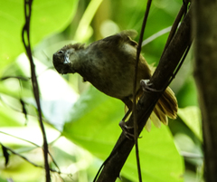 Malacocincla abbotti