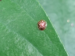 Charidotis auroguttata