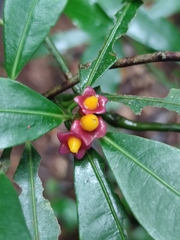 Psychotria nuda