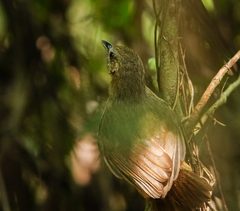 Malacocincla abbotti
