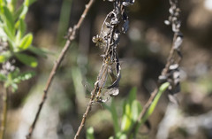 Nephrotoma submaculosa