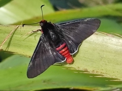 Olafia roscius