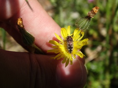 Acmaeodera pilosellae