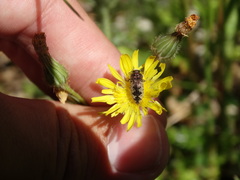 Acmaeodera pilosellae