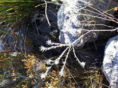 Amphithalea tomentosa