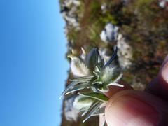 Amphithalea tomentosa