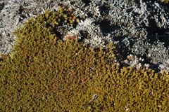 Dracophyllum muscoides