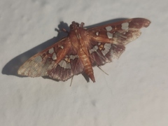 Phostria