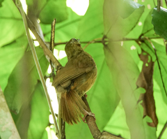 Malacocincla abbotti