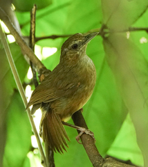 Malacocincla abbotti