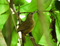 Malacocincla abbotti